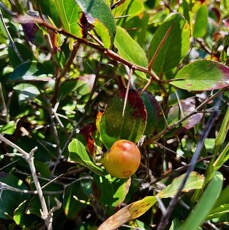 Flacourtia indica.prune malgache.salicaceae.espèce cultivée.très envahissant..jpeg