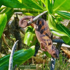 Furcifer pardalis.femelle. caméléon panthère.endormi.chamaeleonidae.jpeg