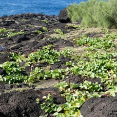 Ipomoea pes-caprae.patate à Durand.convolvulaceae.indigène Réunion. sur le trottoir rocheux en bord de mer..jpeg