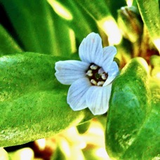 Lysimachia mauritiana. lysimaque de Maurice. ( fleur ) primulaceae.indigène Réunion..jpeg
