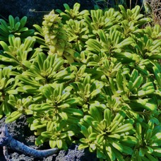 Lysimachia mauritiana. lysimaque de Maurice.( avec fruits  ) primulaceae.indigène Réunion..jpeg
