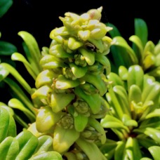 Lysimachia mauritiana. lysimaque de Maurice.primulaceae.indigène Réunion. (1).jpeg