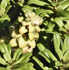 Lysimachia mauritiana. lysimaque de Maurice.primulaceae.indigène Réunion. (2).jpeg
