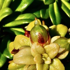 Lysimachia mauritiana. lysimaque de Maurice.primulaceae.indigène Réunion..jpeg