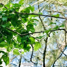 Passiflora suberosa.grain d’encre.passifloraceae.amphinaturalisé.espèce potentiellement envahissante..jpeg