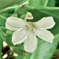 Scaevola taccada.manioc marron du bord de mer.( fleur à pilosité importante) goodeniaceae.espèce cultivée.indigène Réunion..jpeg