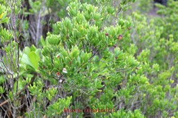Bois matelot - Pemphis acidula - Lythracée - I