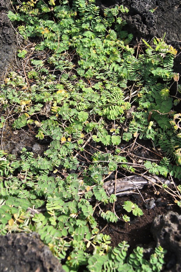 Chamaesyce viridula - Euphorbiacée - B
