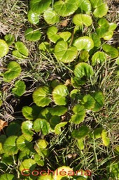 Cochléaria - Centella asiatica- Apiacée - exo