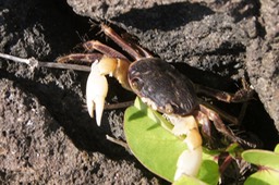 Crabe-1