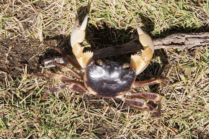 Crabe-2