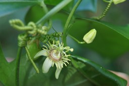 Fleur de Passiflora suberosa