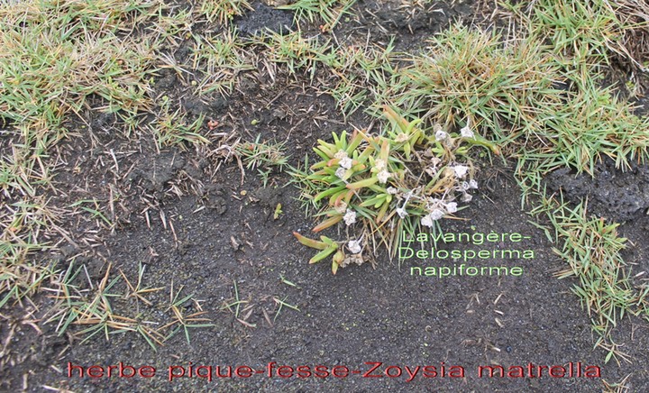 Gazon pique fesse -Zoysia matrella et Lavangère-Delosperma napiforme