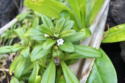 Lysimachia mauritiana - Primulacée - I