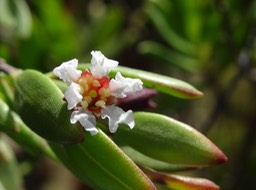 Pétales froissés fleur Pemphis acidula - Bois matelot - LYTHRACEE
