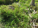 1 Stenotaphrum  dimidiatum - Traînasse  -  Poaceae - indigène