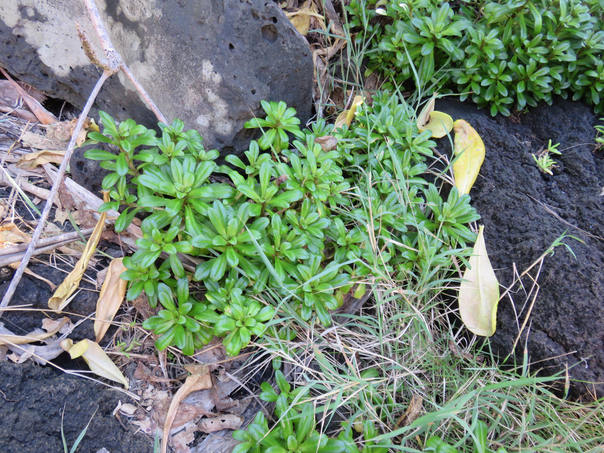 10 Lysimachia mauritiana - Lysimaque - Primulaceae - indigène