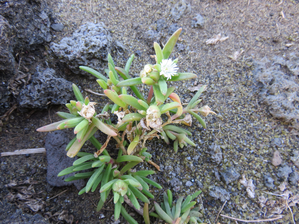 19  Delosperma napiforme - Lavangère - Aizoaceae - indigène très rare.