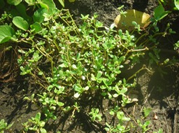 21 Pourpier, Portulaca oleracea 