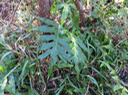 22 Phymatosorus scolopendria - Fougère patte de lézard