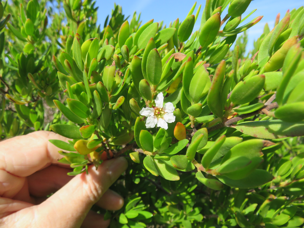 8 Fleur aux pétales froissés de Suriana maritima L - Bois de matelot - Surianaceae