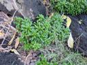 9 Lysimachia mauritiana - Lysimaque - Primulaceae - indigène