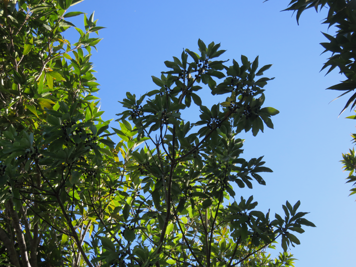 1. Fruits de Litsea glutinosa  - Avocat marron - Lauraceae -  Exotique