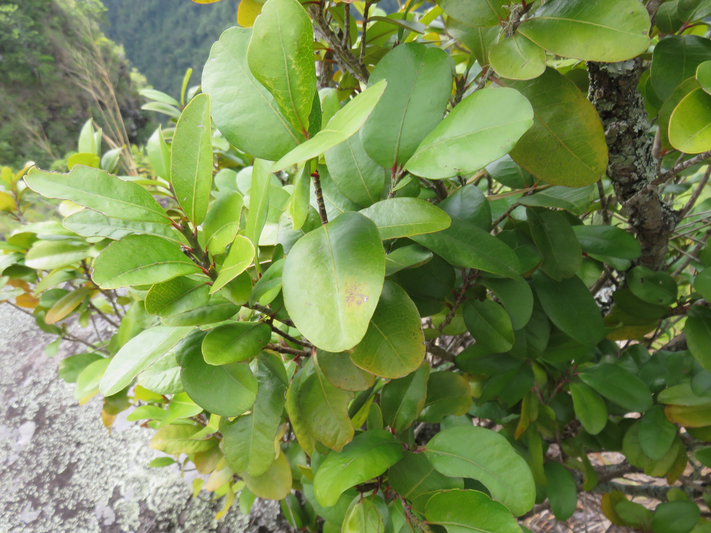 10. Securinega durissima - Bois dur/Corce rouge - Euphorbiacées > Phyllanthaceae- Indigène à La Réunion, à Maurice, à Madagascar