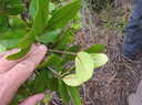 11. Securinega durissima - Bois dur/Corce rouge - Euphorbiacées > Phyllanthaceae- Indigène à La Réunion, à Maurice, à Madagascar