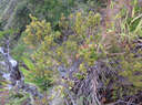 12. Erythroxylum hypericifolium Lam. - Bois d'huile - Erythroxylaceae - Endémique Réunion, Maurice