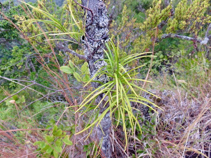 13. Secamone volubilis (Lam.) Marais. - Liane bois d'olive - Apocynaceae - Endémique La Réunion et Maurice.
