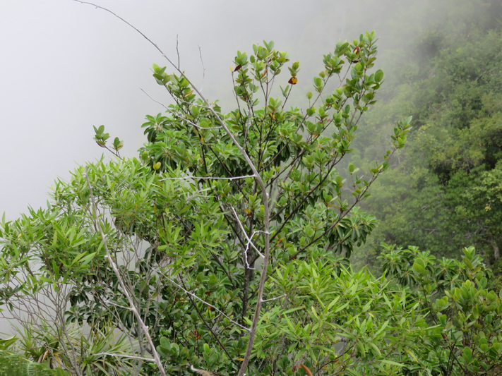 14. Pyrostria commersonii - Bois mussard - Rubiaceae - Endémique La Réunion et île Maurice   (branches en V)