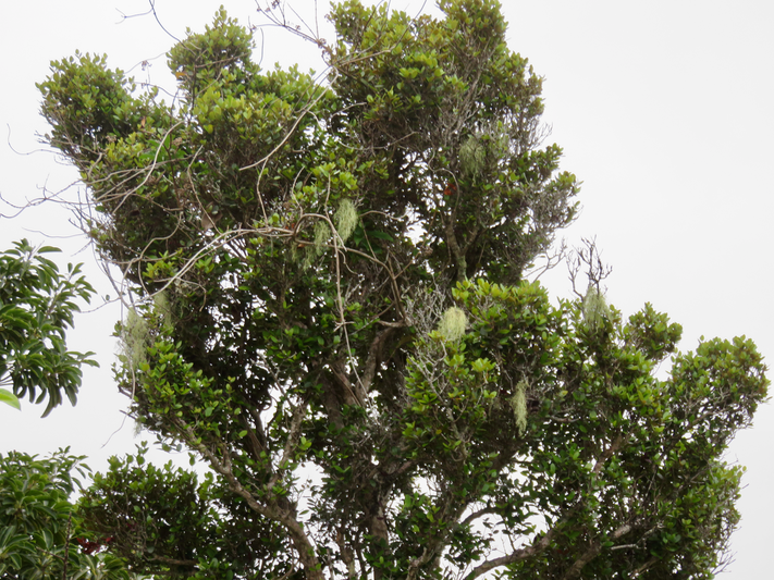 15. Eugenia buxifolia - Bois de nèfles à petites feuilles - Myrtacée