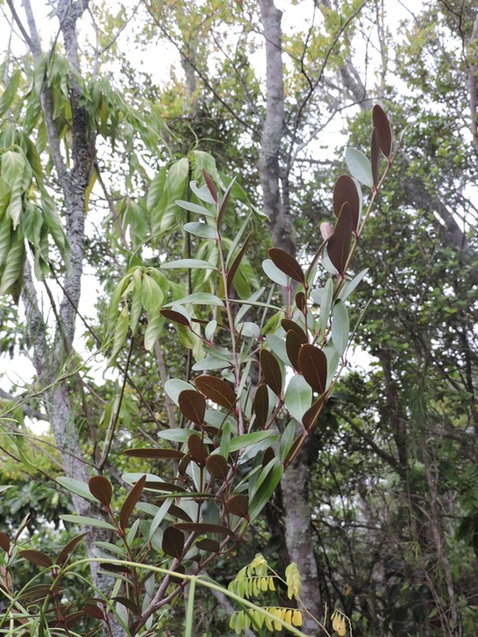 16 Bois d'olive gros peau, Pleurostylia pachyphloea 
