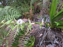 17. Angraecum eburneum Bory - Petite comète. - Orchidaceae - Indigène Réunion