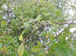 19 Faux poivrier ou Encens, Schinus terebenthifolia 