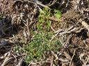 2. Pleurostylia pachyphloea - Bois d'olive gros peau - Célastracée - B