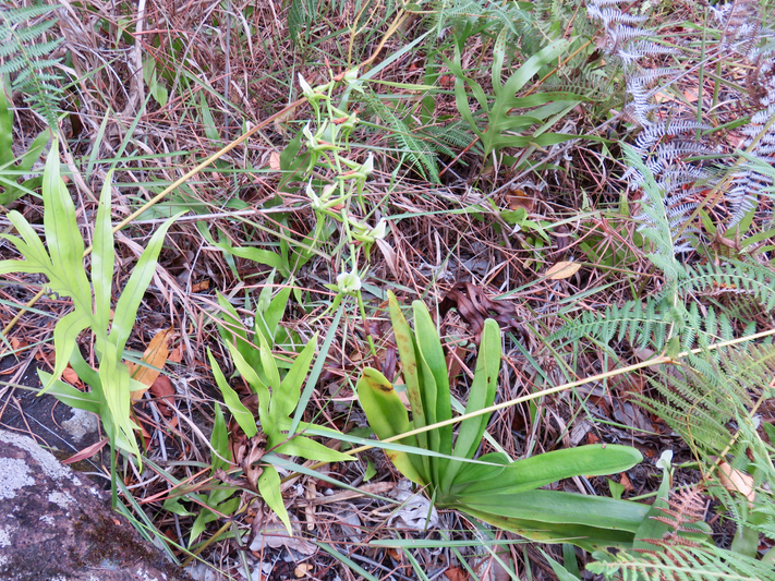 20. Angraecum eburneum Bory - Petite comète. - Orchidaceae - Indigène Réunion