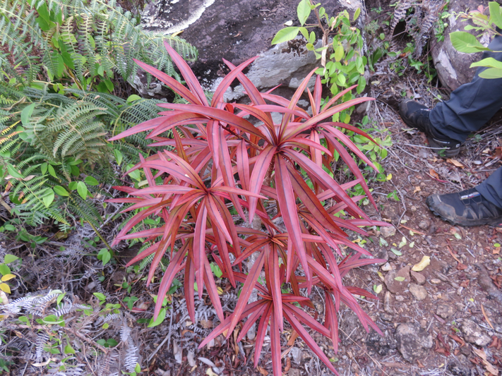 21. juvénile Foetidia mauritiana Lam. - Bois puant - Lecythidaceae - Endémique Réunion et Maurice