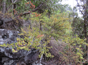 22. Erythroxylum hypericifolium Lam. - Bois d'huile - Erythroxylaceae - Endémique Réunion, Maurice