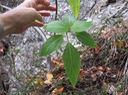 25. Pouzolzia laevigata - Bois de tension - Urticaceae - Endémique La Réunion, Maurice