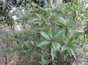 26. Plutôt jeune Foetidia mauritiana Lam. - Bois puant - Lecythidaceae - Endémique Réunion et Maurice    (nervures rougeâtres)