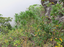 27. Psiadia dentata - Bois collant - Asteraceae - endémique R