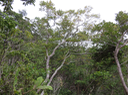 29. Noter grande taille - GrandeErythroxylum hypericifolium Lam. - Bois d'huile - Erythroxylaceae - Endémique Réunion, Maurice