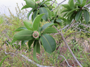 31. Foetidia mauritiana Lam. - Bois puant - Lecythidaceae - Endémique Réunion et Maurice