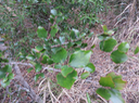 32. Hétérophyllie de Scolopia heterophylla (Lam.) Sleumer - Bois de tisane rouge - Salicaceae - Endémique des Mascareignes