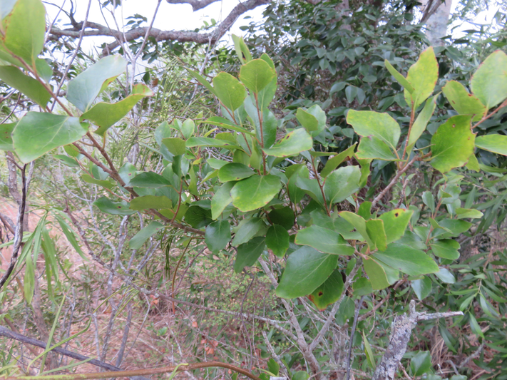 33. Feuilles adultes de Scolopia heterophylla (Lam.) Sleumer - Bois de tisane rouge - Salicaceae - Endémique des Mascareignes