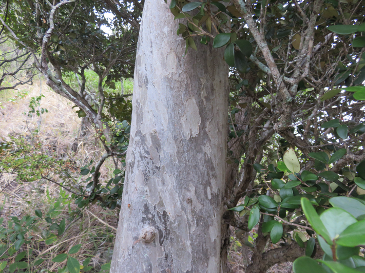 35. Tronc de Feuilles adultes de Scolopia heterophylla (Lam.) Sleumer - Bois de tisane rouge - Salicaceae - Endémique des Mascareignes