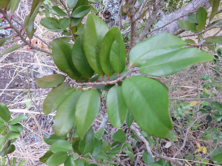 36. Erythroxylum sideroxyloides Lam. - Bois de ronde - Erythroxylaceae - Mascar. (B, M)