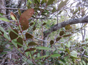 37. Scolopia heterophylla (Lam.) Sleumer - Bois de tisane rouge - Salicaceae - Endémique des Mascareignes